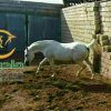 خرید اسب و فروش اسب_جواهر الوند