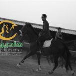 خرید اسب و فروش اسب_دراگونو داسیلوا