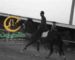 خرید اسب و فروش اسب_دراگونو داسیلوا