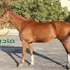 خرید اسب و فروش اسب_رائول