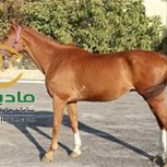 خرید اسب و فروش اسب_رائول