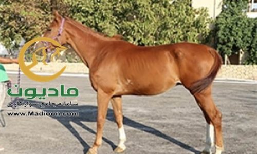 خرید اسب و فروش اسب_رائول
