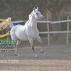 خرید اسب و فروش اسب_زئوس