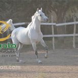 خرید اسب و فروش اسب_زئوس
