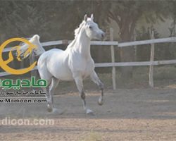 خرید اسب و فروش اسب_زئوس