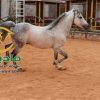 خرید اسب و فروش اسب_سالار خان حمزه
