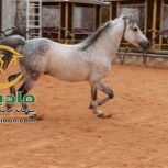 خرید اسب و فروش اسب_سالار خان حمزه