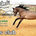 خرید اسب و فروش اسب_سزار حمزه