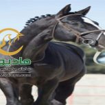 خرید اسب و فروش اسب_سندری بوی