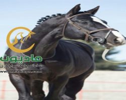 خرید اسب و فروش اسب_سندری بوی