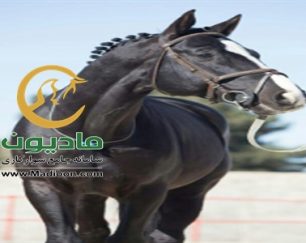 خرید اسب و فروش اسب_سندری بوی