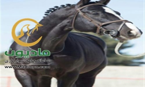 خرید اسب و فروش اسب_سندری بوی
