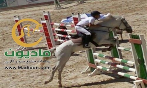 خرید اسب و فروش اسب_سیلورسان