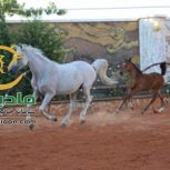 خرید اسب و فروش اسب_طوفان خاتون حمزه