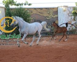 خرید اسب و فروش اسب_طوفان خاتون حمزه