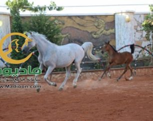 خرید اسب و فروش اسب_طوفان خاتون حمزه