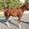 خرید اسب و فروش اسب_عسل