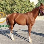 خرید اسب و فروش اسب_عسل