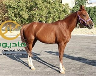 خرید اسب و فروش اسب_عسل