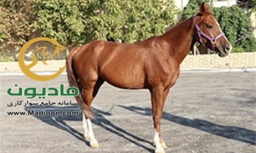 خرید اسب و فروش اسب_عسل