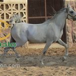 خرید اسب و فروش اسب_فرنگیس