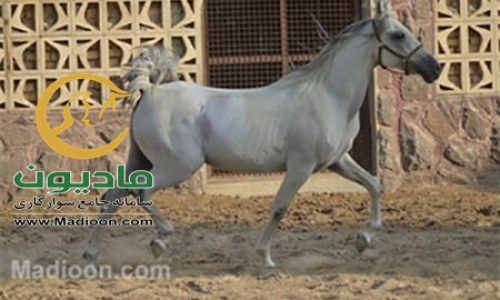 خرید اسب و فروش اسب_فرنگیس