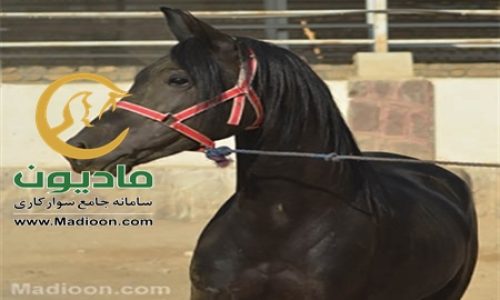 خرید اسب و فروش اسب_لاهوت