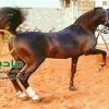 خرید اسب و فروش اسب_لیث پارسا