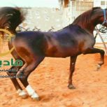 خرید اسب و فروش اسب_لیث پارسا
