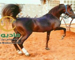 خرید اسب و فروش اسب_لیث پارسا