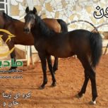 خرید اسب و فروش اسب_لیون حمزه