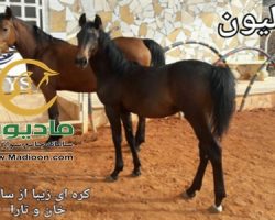 خرید اسب و فروش اسب_لیون حمزه