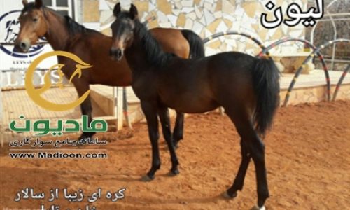 خرید اسب و فروش اسب_لیون حمزه
