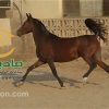 خرید اسب و فروش اسب_مارال