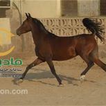 خرید اسب و فروش اسب_مارال