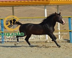 خرید اسب و فروش اسب_میراث ( منافس کماشه)