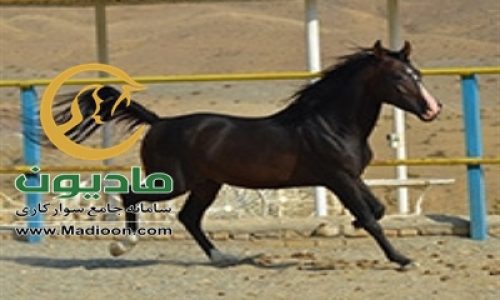 خرید اسب و فروش اسب_میراث ( منافس کماشه)