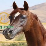 خرید اسب و فروش اسب_نسیم