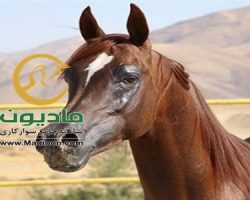 خرید اسب و فروش اسب_نسیم