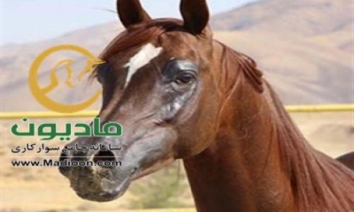 خرید اسب و فروش اسب_نسیم