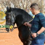 خرید اسب و فروش اسب_هارای روژین