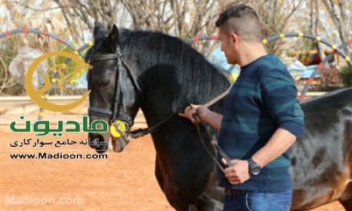 خرید اسب و فروش اسب_هارای روژین