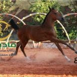 خرید اسب و فروش اسب_هانا حمزه