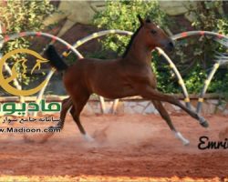 خرید اسب و فروش اسب_هانا حمزه
