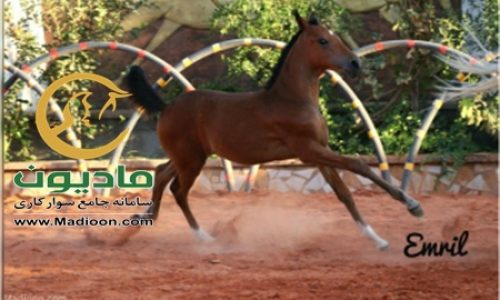 خرید اسب و فروش اسب_هانا حمزه
