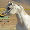 خرید اسب و فروش اسب_والا ستوده نیا