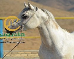 خرید اسب و فروش اسب_والا ستوده نیا
