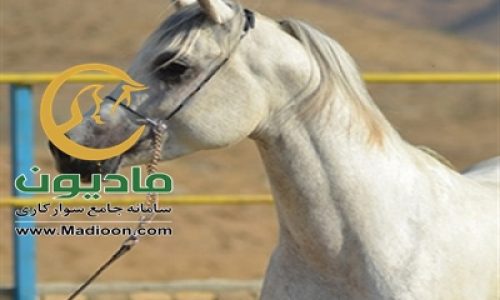 خرید اسب و فروش اسب_والا ستوده نیا