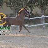 خرید اسب و فروش اسب_چمپیون