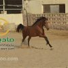 خرید اسب و فروش اسب_کاتبه
